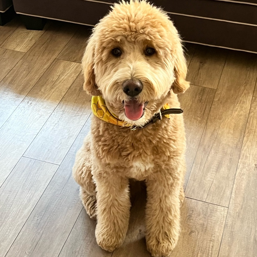 Meet your Posher, Faustina